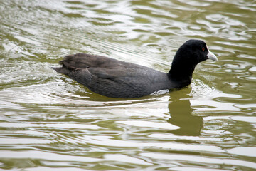 the Eurasian coot is swimming in the lake