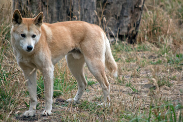the golden dingo is looking out for danger