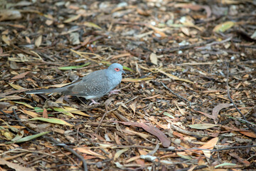 the diamond dove is on the ground looking for food