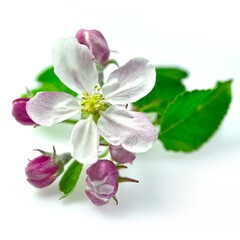 Fototapeta na wymiar Kwitnący kwiat jabłoni na jasnym tle