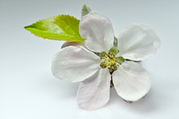 Kwitnący kwiat jabłoni na jasnym tle - 586196286