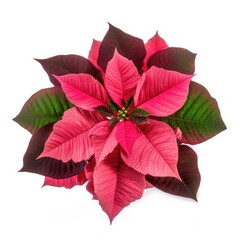 Pink red Poinsettia cultivar with dark green leaves ai generated