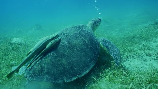 Close up, Green Sea Turtle (Chelonia mydas) with Remora fish on shell exhales air bubbles moving along seagrass bed among Round Leaf Sea Grass (Syringodium isoetifolium), Slow motion