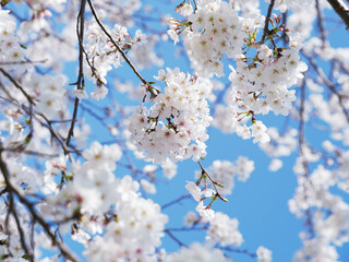 Obraz premium さくら