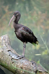 this is a side view of a glossy ibis