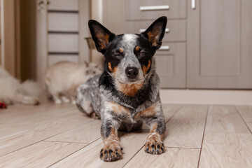 Australian Cattle dog laying on the floor with a cat behind it