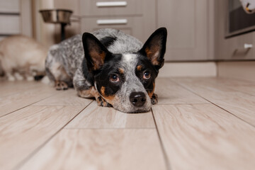 Australian Cattle dog laying on the floor with a cat behind it