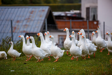 Geese. Europe. Agriculture, farming