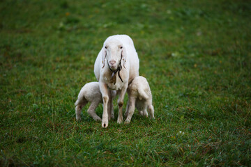 Naklejka na ściany i meble Sheep with lambs. Europe. Agriculture, farming