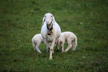 Naklejka premium Sheep with lambs. Europe. Agriculture, farming