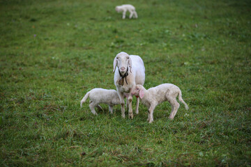 Fototapeta premium Sheep with lambs. Europe. Agriculture, farming