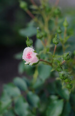 pink rose in the garden