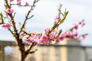 Flowering dwarf peach on a roof terrace with expanded metal lattice and skyscrapers in the background