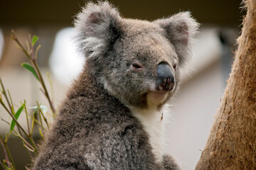Obraz premium the koala is not a bear but a marsupial