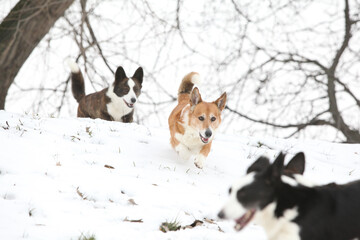 Welsh corgi cardigan running in the snow