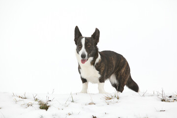 Nice welsh corgi cardigan in the snow