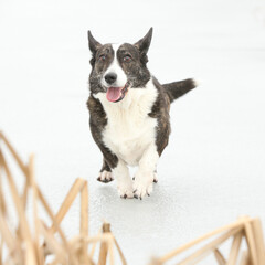 Amazing welsh corgi cardigan on frozen lake