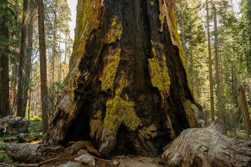 Large Fire Scar On The Base of Giant Sequoia