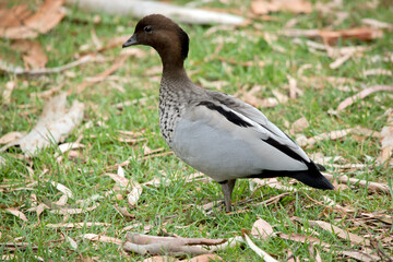this is a side view of an australian wood duck