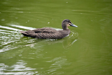 the pacific black duck is swimming in the lake