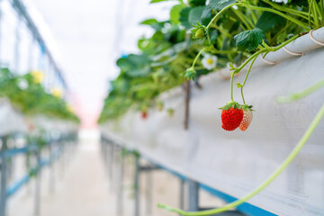 fresh strawberries grown in the greenhouse