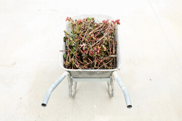 Naklejka premium High angle view of the leftovers after the pruning of roses. Rose stems with the thorns and leaves cut in small peaces, in a wheelbarrow on a concrete surface