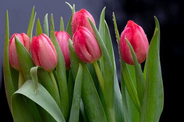 red tulips with leaves on a dark background close up photo