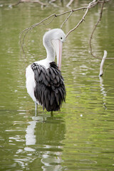 the pelican is preening himself in the lake