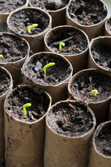 Sugar snap seedlings or sprouts in toilet paper rolls in front of a window. Green sapling plants in a nursery plot. Sustainable home gardening concept.        