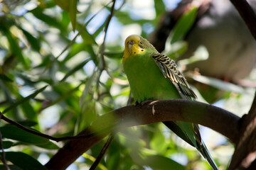 the parakeet is  perched in a tree hiding in the foilage