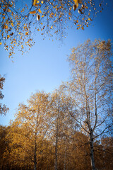 Vertical photo of deep blue sky and yellow leaves of trees in the foreground in autumn