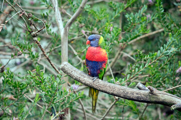 the rainbow lorikeet is perched on a tree branch