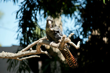 the female red tailed black cockatoo is eating a nut
