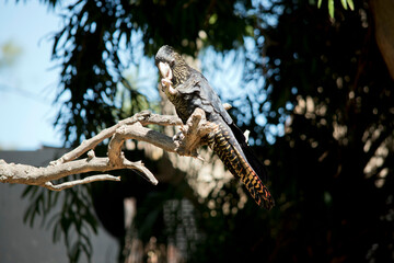 the female red tailed black cockatoo is eating a nut
