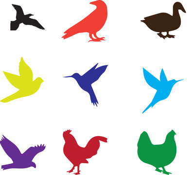 
vector set of seagull, rooster, duck, crow, drawing designs