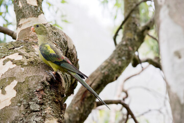 the regent parrot is perched on a tree and can hardly be seen as he blends in so well