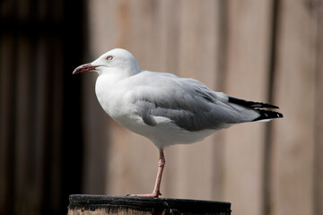 this is a side view of a seagull standing on one leg