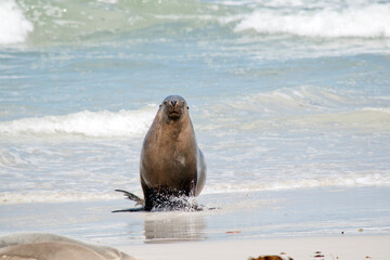 Obraz premium the male sea lion is all grey with a little black