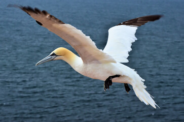  gannets