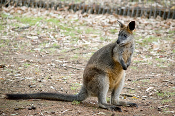 the swamp wallaby is standing on its hind legs