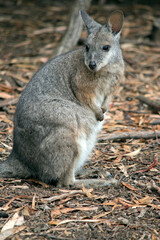 the tammar wallaby is standing up on its hind legs
