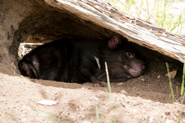 the Tasmanian devil is resting in a cave