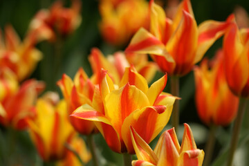 Multicolored yellow-orange tulip flowers, close-up
