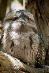 the tawny frogmouth hides in plain sight looking like part of the tree
