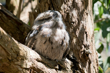 the tawny frogmouth is perched in the fork of a tree
