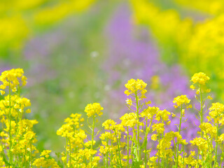 菜の花畑に広がる春のいろどり