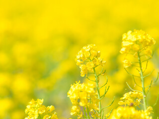 菜の花