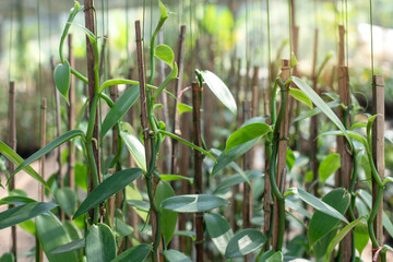 Fototapeta na wymiar Vanilla vine is growing on plantation, Vanilla fargrans (Salish) Ames, Vanilla Planifolia