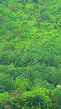 新緑の青木湖の山肌の縦動画