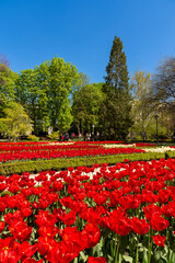 Red tulips in the Royal Botanical Gardens, Madrid, Spain